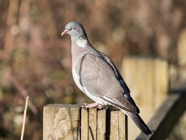 Pigeon Vyakhir