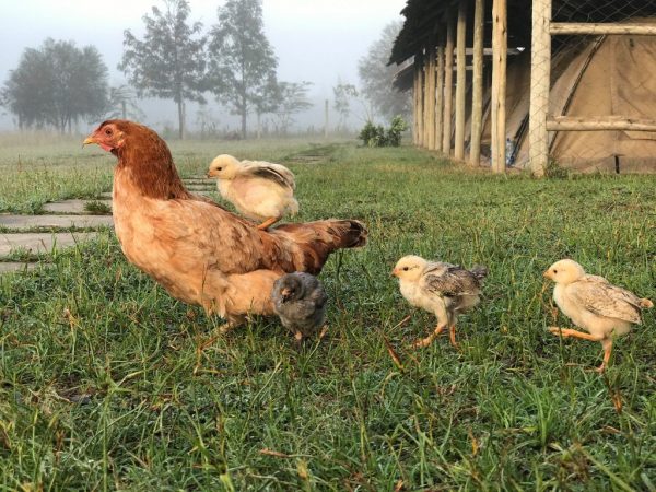 Ang paglaganap ng Oviduct sa mga manok