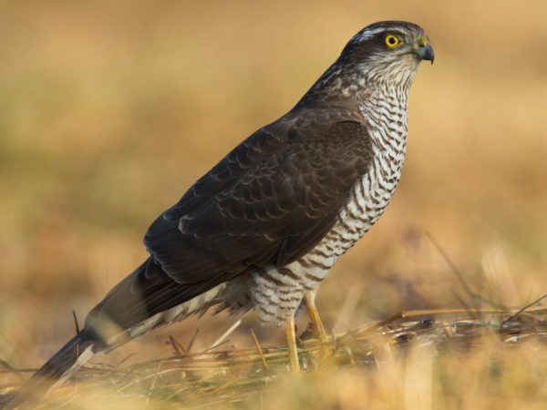 Sparrowhawk