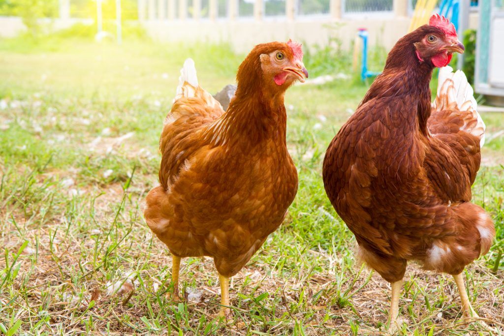 New Hampshire Rooster at Hen