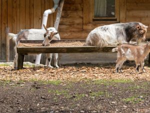 Mga kambing na alpine