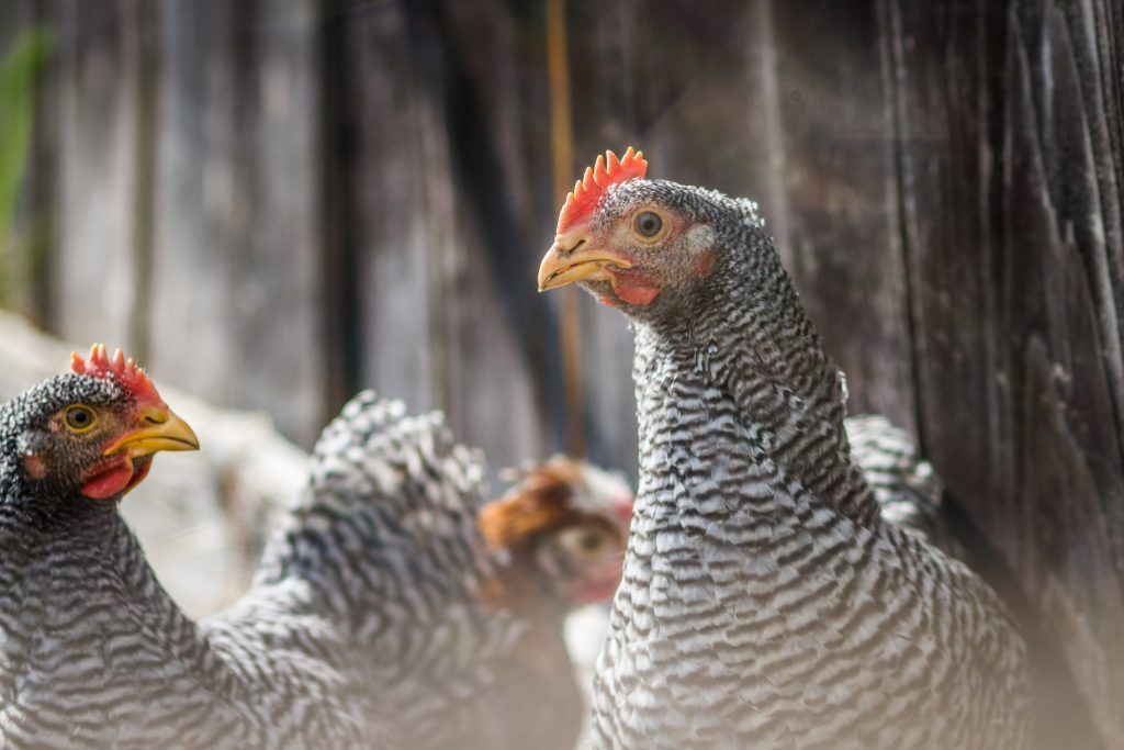 Mga tampok ng Amrox manok