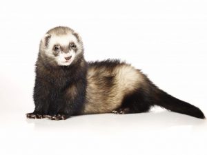 Amur steppe polecat