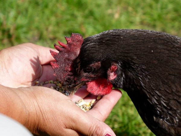 Andalusian blue breed ng manok