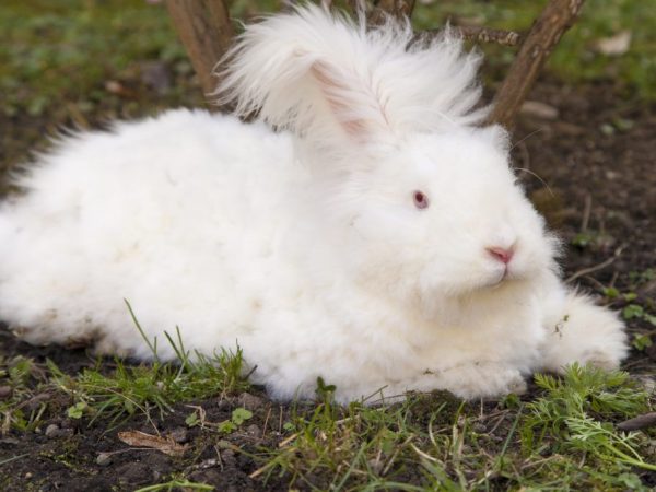 Angora malambot na kuneho