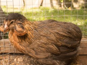 Mga katangian ng manok ng lahi ng Amerukana