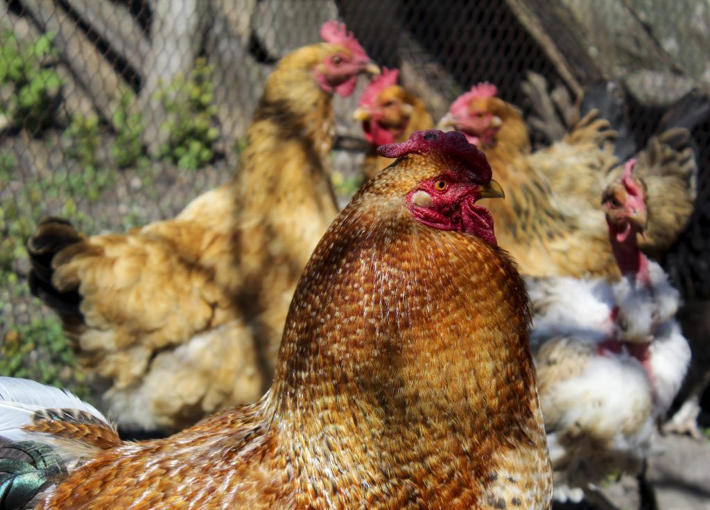 Ang mga manok na Bielefelder ay mayroong mahinahon na ugali