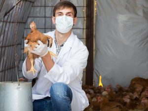 Maladies des poules pondeuses