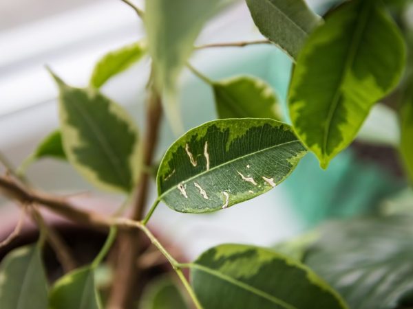 La plante peut infecter le champignon