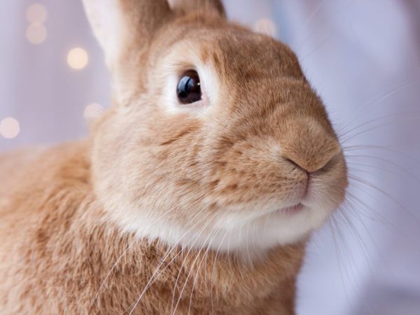 Maladies oculaires chez les lapins