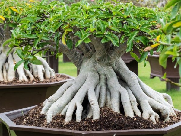 Ficus bonsai