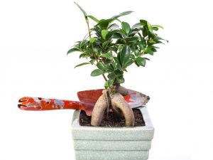 Ficus Benjamin Bonsai