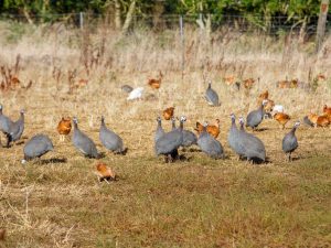 Broiler guinea fowl