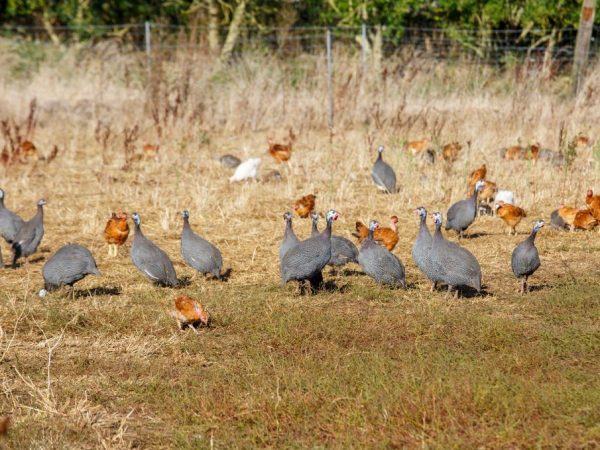 Broiler guinea fowl