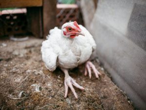 Ang mga broiler ay nahuhulog at umupo