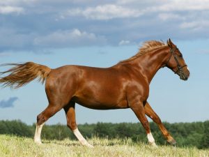 Race de chevaux Budennovskaya