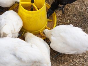 Bunker feeder para sa mga manok