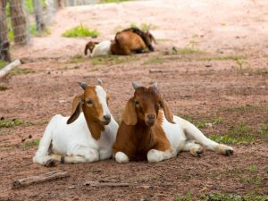 Mga kambing na Boer