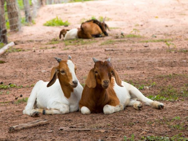 Mga kambing na Boer