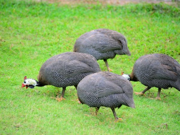 Paano pakainin ang guinea fowl sa bahay