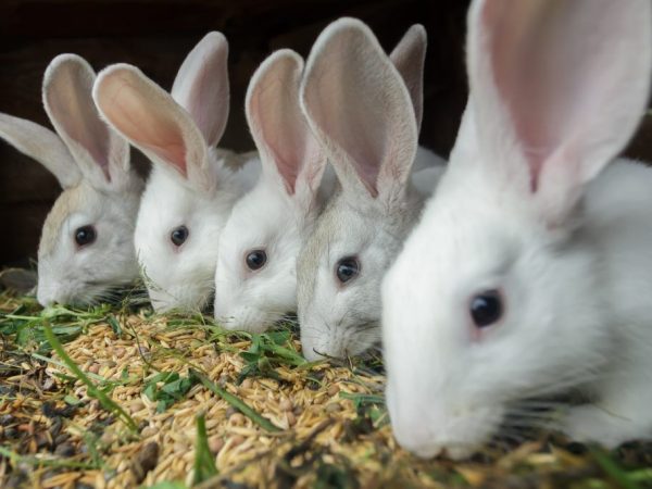 Comment nourrir un lapin après la naissance