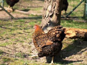 Czech golden breed ng manok