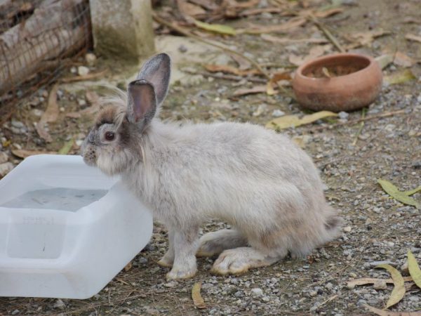 Ang Chiktonik para sa mga rabbits ay idinagdag sa tubig at natutunaw.