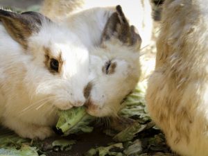 Que mangent les lapins?