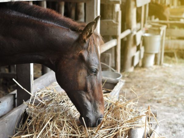 Que mangent les chevaux