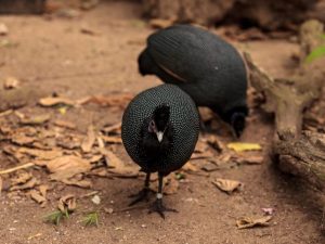 Chubata guinea fowl