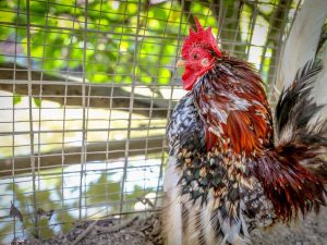 May kulay na mga lahi ng manok