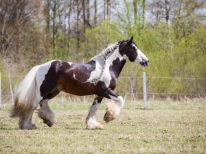 Gypsy horse Tinker