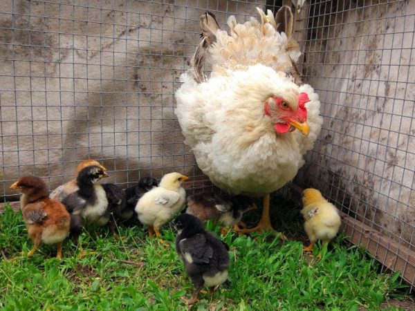 Manok sa mga unang araw ng buhay