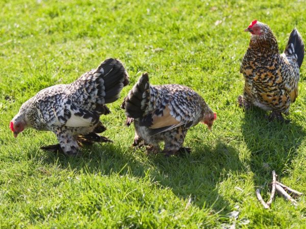 Pandekorasyon na mga lahi ng manok