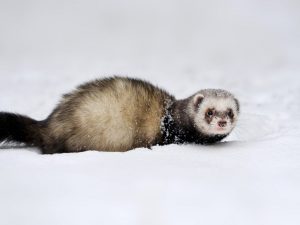 Wild ferret