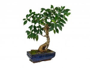 Ficus