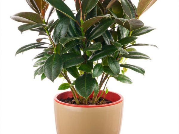 Ficus Abidjan