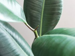 Pag-aalaga ng Belize ficus sa bahay