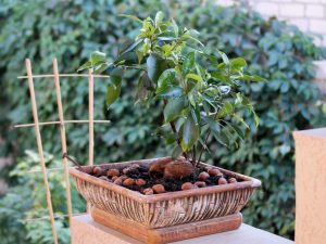 Ficus Benjamin