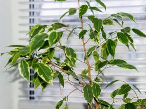 Nag-iwan ng dahon si Ficus Benjamin