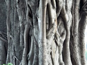 Pag-aalaga ng Bengal ficus sa bahay