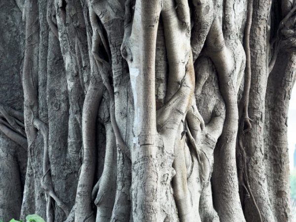 Paano pangalagaan ang Bengal ficus