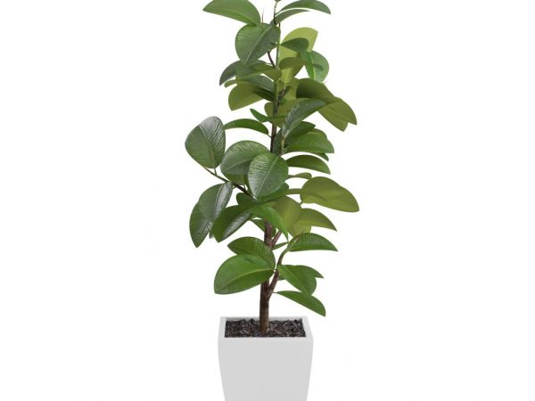 A ficus Cyatistipula jellemzői