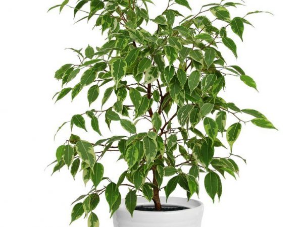 Ficus Kinki