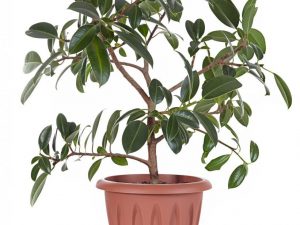 Ficus Melanie