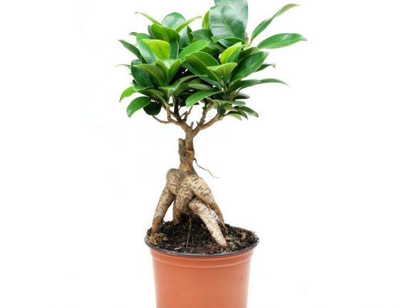 Ficus Microcarpa