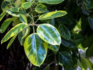 Ficus Robusta