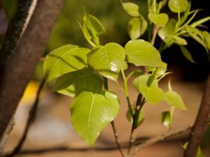 Ficus Sagrado