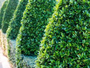 Ficus Triangular