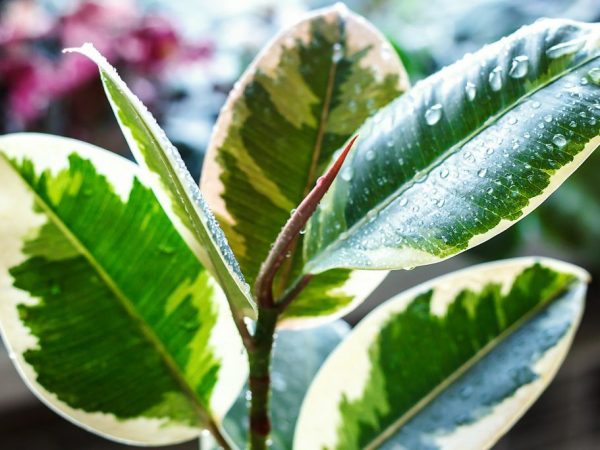 Ficus sa bahay